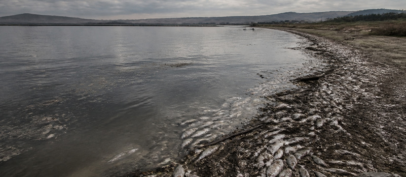 Причиной мора рыбы в Тагарском озере назвали кислородное голодание Массовая гибель рыбы в озере Тагарское в Красно...