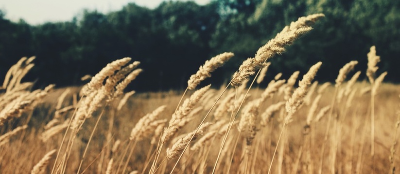 В Республику Карелия была ввезена партия мягкой...