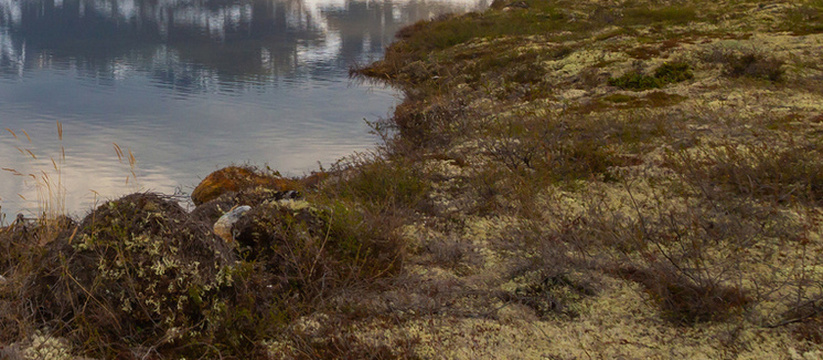 В Выгозере в Карелии обнаружено масляное пятно из-за утечки на трубопроводе В акватории залива озера Выгозера выявлено масл...