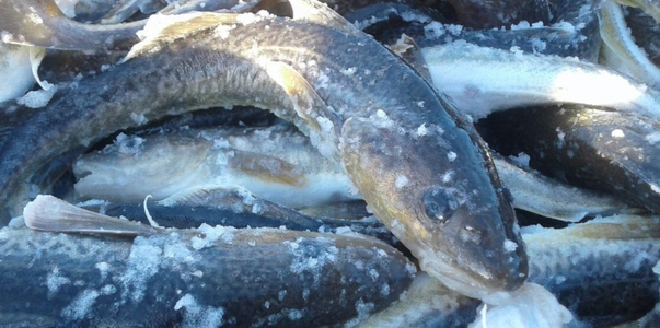 В Петрозаводске изъяли более 100 кг немаркирова...