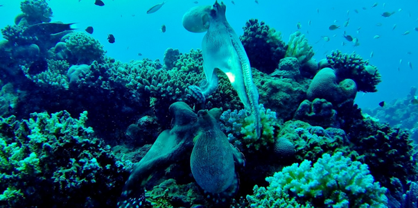 Ученые раскрыли тайну выживания кальмаров после...