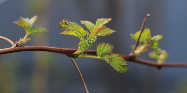 В Карелии 20 марта потеплеет до +9°С