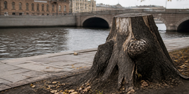В Петербурге у Банковского моста спилили старый...