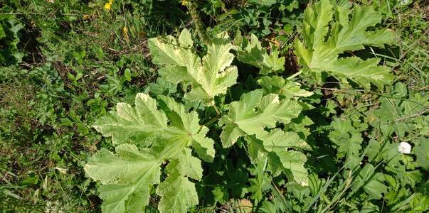 Штрафы до 700 тыс рублей: с 2026 года начнут на...