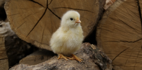 В России начали массово выпускать специальные г...