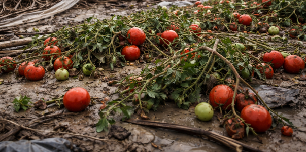 Наводнение в Дагестане может повлиять на урожай...