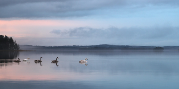 Карелия вошла в топ-5 регионов для загородного ...