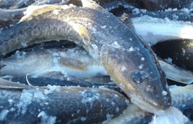 В Петрозаводске изъяли более 100 кг немаркирова...