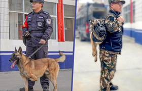 Трехногий пес, обреченный на усыпление, стал со...