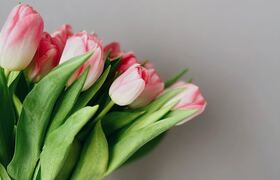 Под Петрозаводском в день 8 Марта тюльпаны поде...