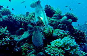 Ученые раскрыли тайну выживания кальмаров после...