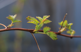 В Карелии 20 марта потеплеет до +9°С