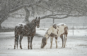 Февраль в Центральной России начнется с сильных...
