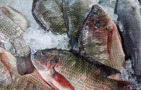 Диетолог рассказал, какая рыба самая вредная дл...