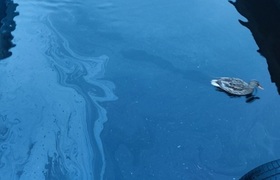 Нефтяные пятна вновь загрязнили Ладожское озеро