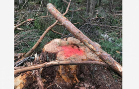 В Пряжинском районе Карелии незаконно вырубили лес