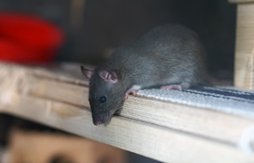 Крысы оккупировали палаты госбольницы, напугав ...