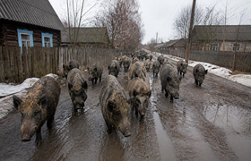 Кабаносвиньи терроризируют село в Кировской обл...