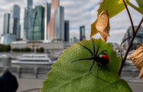 Ядовитые пауки-каракурты добрались до Москвы