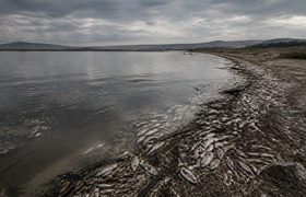 Причиной мора рыбы в Тагарском озере назвали ки...
