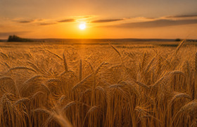 Цены на пшеницу и кукурузу обновили трехлетние ...