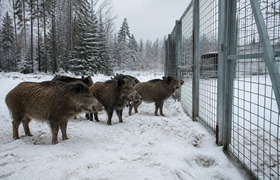 Финские кабаны не могут попасть в Россию из-за ...