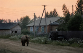 В поселке под Тюменью медведь выходит к людям з...