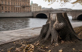 В Петербурге у Банковского моста спилили старый...