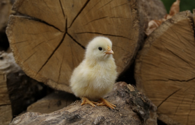 В России начали массово выпускать специальные г...