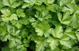 Врачи из Пятигорска разработали жвачку из полын...