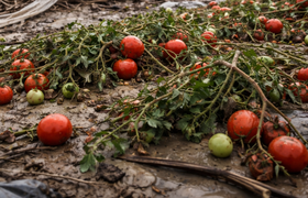 Наводнение в Дагестане может повлиять на урожай...