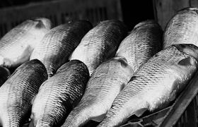 В Карелии зарплаты рыбаков приблизились к 300 т...