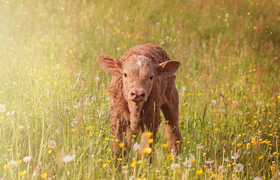 В Калмыкии родился теленок с эталонным геномом ...